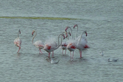 B-G-8-Flamingos