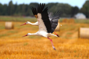 Copyright: Depositphotos