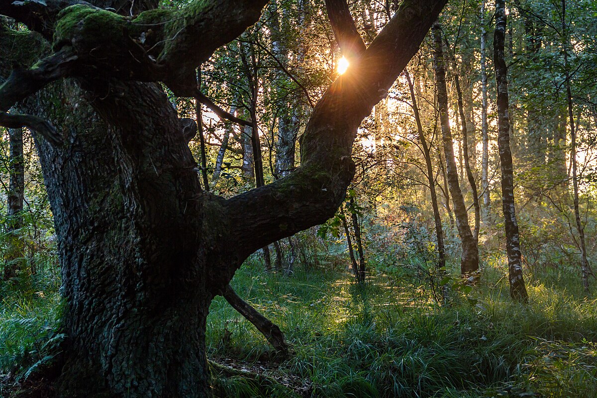 Entre nature et culture : Aux arbres, citoyens ! 