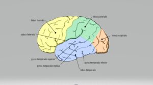 Copyright: Wikimedia Commons