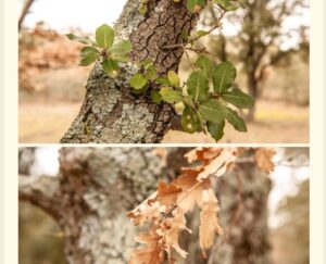 Chêne vert und chêne blanc – Steineiche und Weißeiche (Copyright: Hilke Maunder)