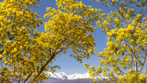 Blick auf den Canigou-Massiv (Copyright: Hilke Maunder)