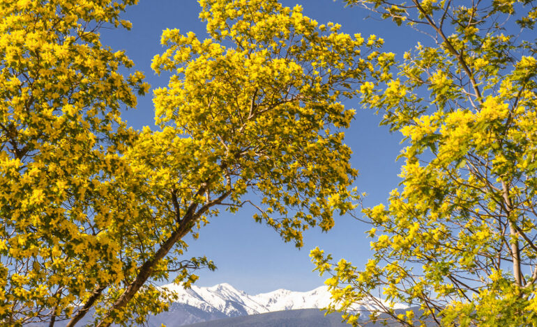 Mimosenblüte: Im gelben Rausch 