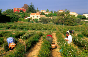 Jasminfeld, auf dem Menschen arbeiten; im Hintergrund einige Häuser