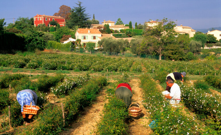 Grasse: Die Stadt, die duftet 