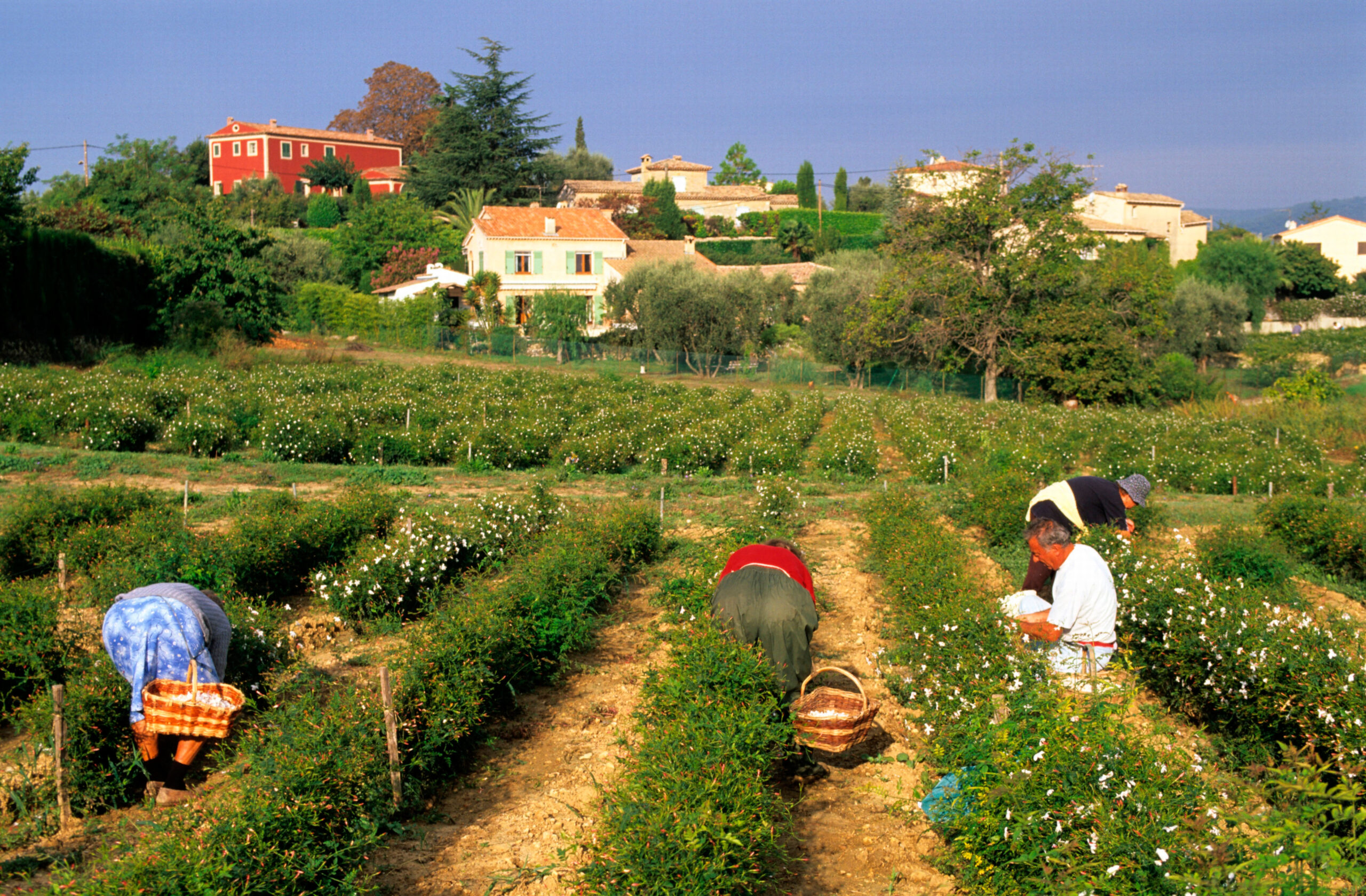 Grasse: Die Stadt, die duftet 