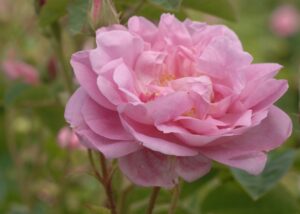 rosafarbene Blüte einer Rose