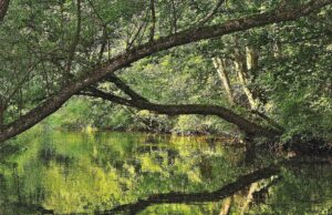 Réserve naturelle du Taubergießen