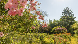 Gestaltete Natur in Monets Garten – sorgfältig komponiert und doch wie wild gewachsen