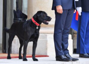 Vier Pfoten im Dienst der Republik: Auch im Élysée-Palast gehört ein Hund zum politischen Inventar. Präsident Macrons Labrador-Mischling Nemo (Coypright: Alamy)