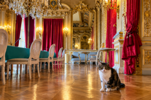 Ob Nemo im Élysée oder Nomi im Quai d’Orsay: In Frankreich gehören Tiere zum politischen Betrieb – und manchmal haben sie dort sogar das letzte Wort (Copyright: privat)